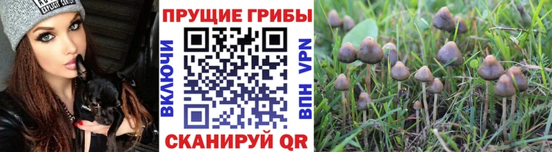 магазин Кондрово Псилоцибиновые грибы ЛСД